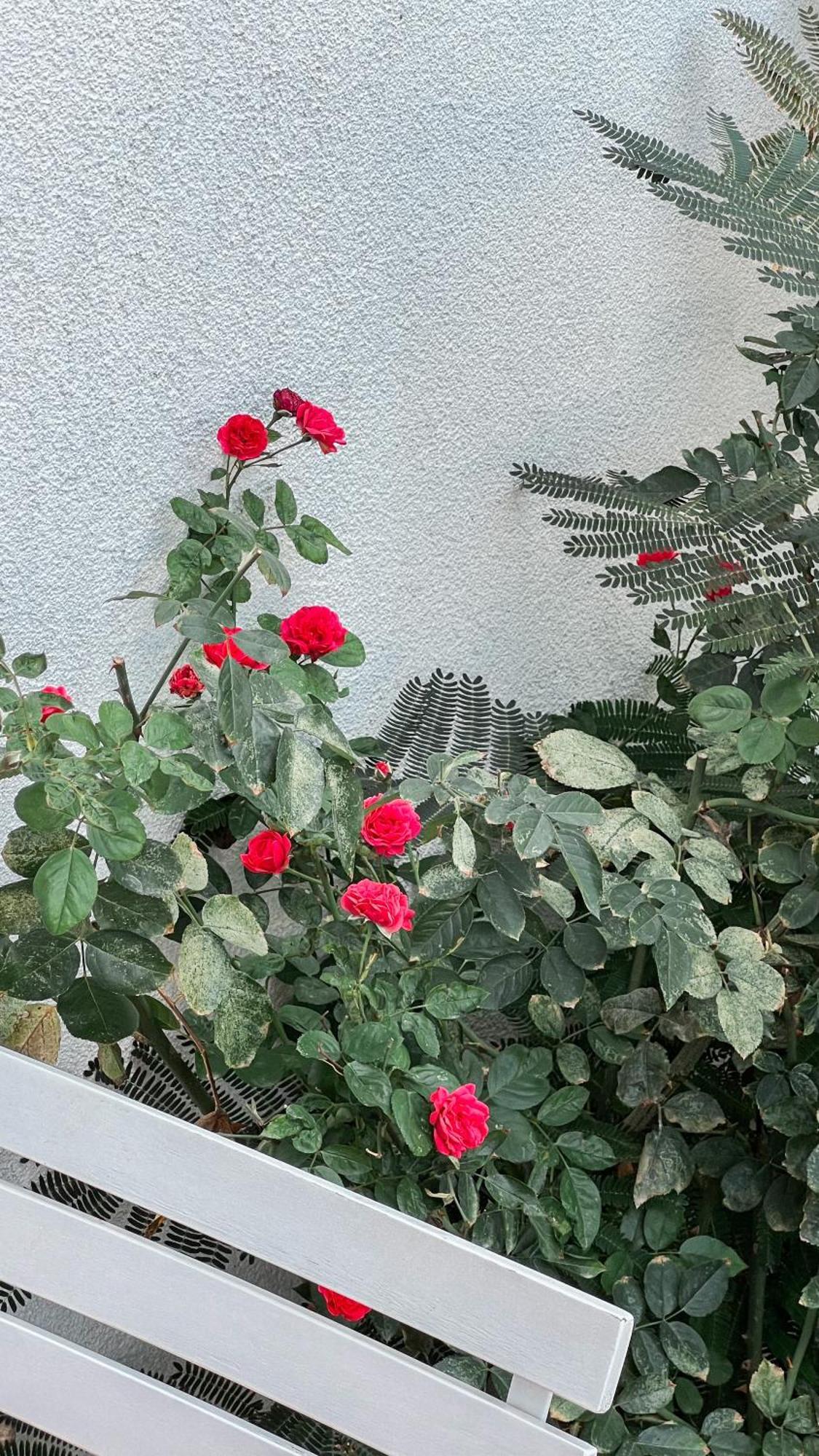 Doc'S Hotel Kemer Kültér fotó